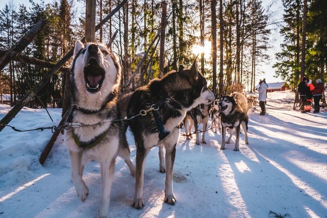 A group of serbian huskies outddor