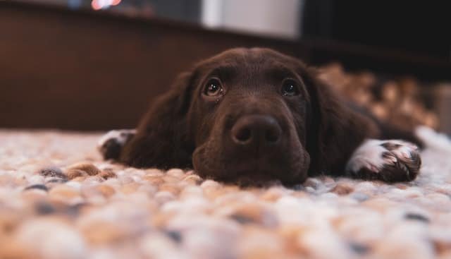 An adorable lab puppy lying on the floor