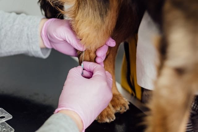 A dog getting the treatment from a vet