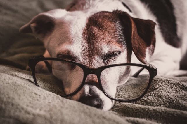An old dog wearing glasses