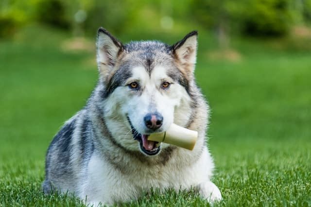 Avoid bones and hard treats when puppies are teething