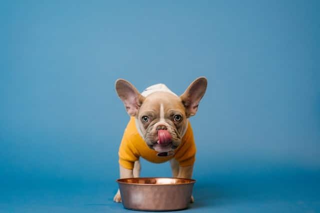 A dog eating healthy food from his bowl.