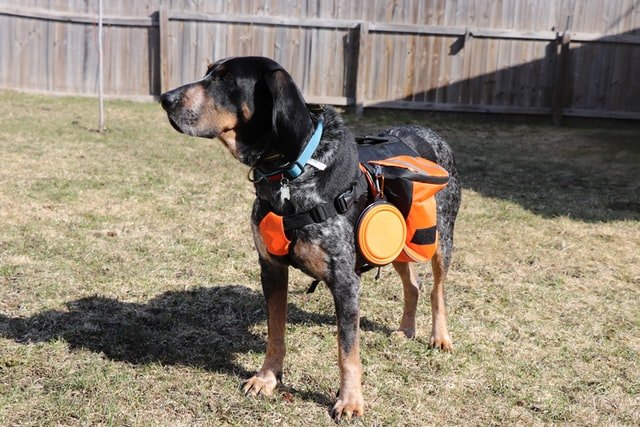 Dog with Gear from the puppy owners cheklist