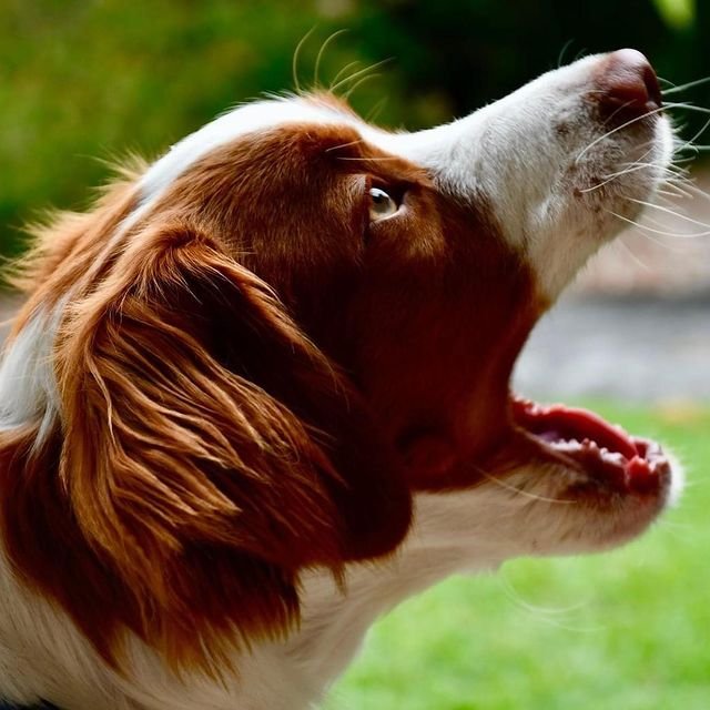 A dog suffering from kennel cough