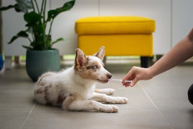 A dog gettingn the medicine from its owner