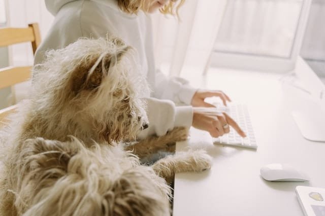 Dog sitting on a chair with its owner