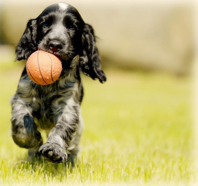 A dog running after a ball