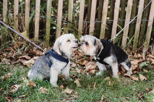 Two puppies with harness standing together