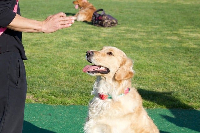 A golden retriever receiving commands from its owner