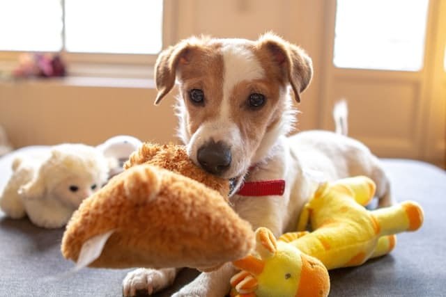 A pup playing with toys