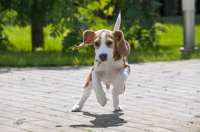 A beagle running on the floor