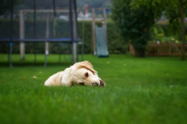 A white dog lying on the grass