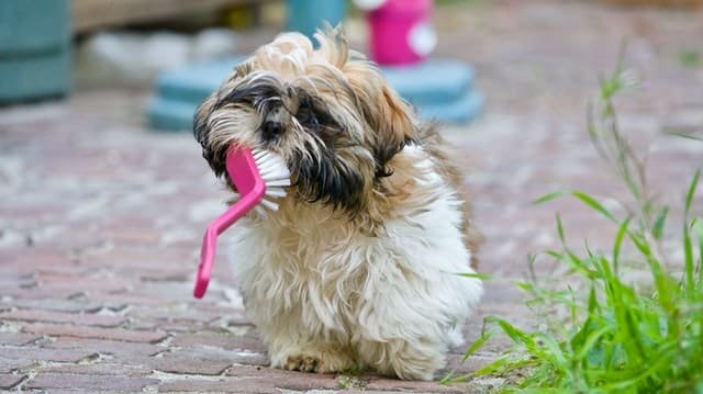 A dog with a brush in his mouth.