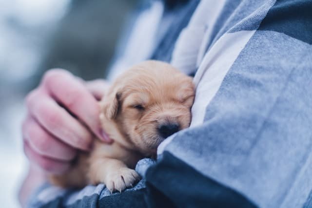 A dog in the arms of his owner