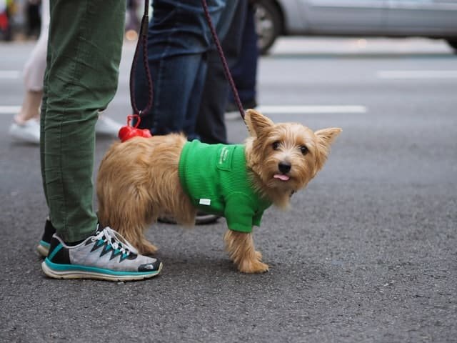 A dog in green shirt standing besides its owner