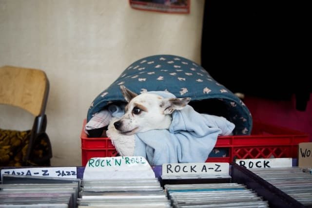 A dog lying in a basket with song's DVDs