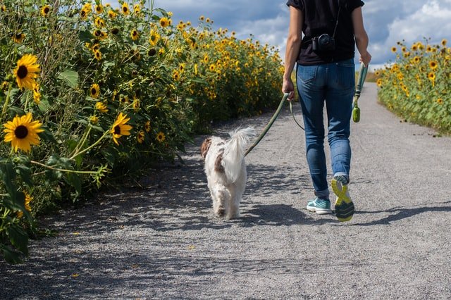 A dog walking with its owner on the road