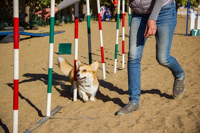 A small dog running around the poles