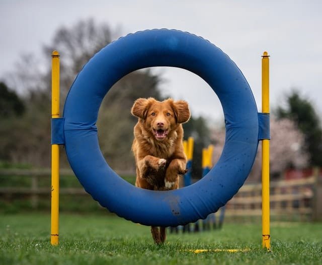 A dog jumping through a circular barrier