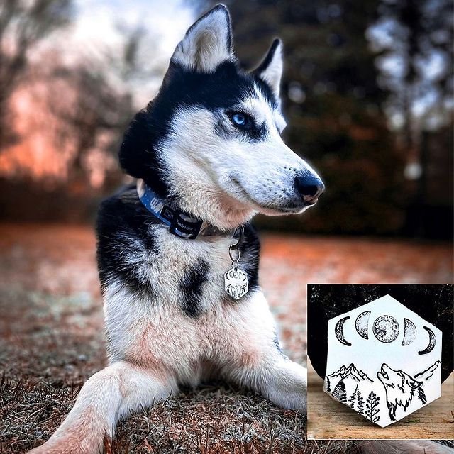 A dog sitting with its id tag around the neck