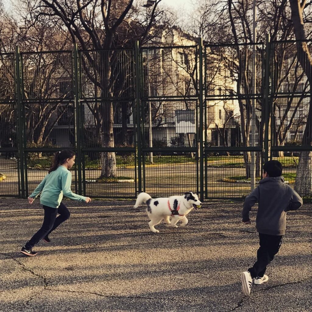 Kids training their Samusky dog