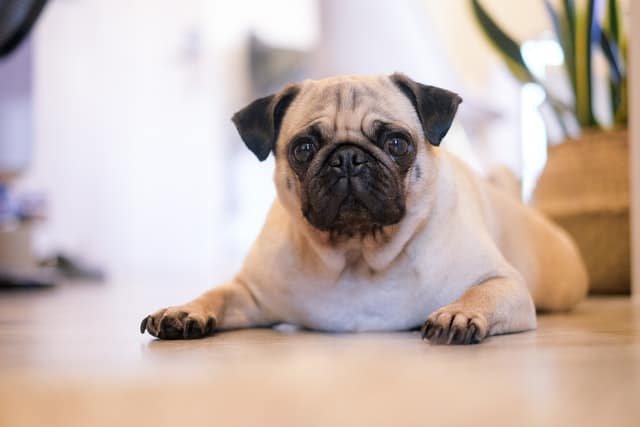 A pug sitting on the floor looking into the camera