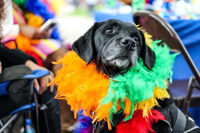 A black dog wearing fur decor