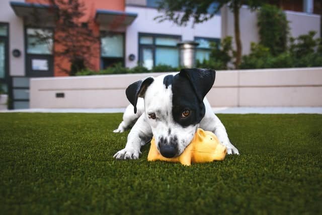 A dog playing with a toy