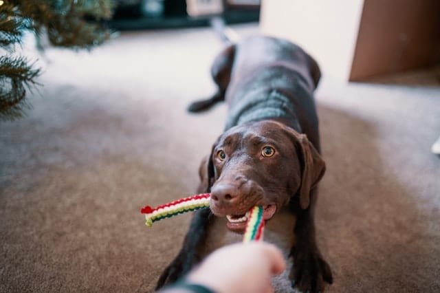 Puppies love pulling chew toys