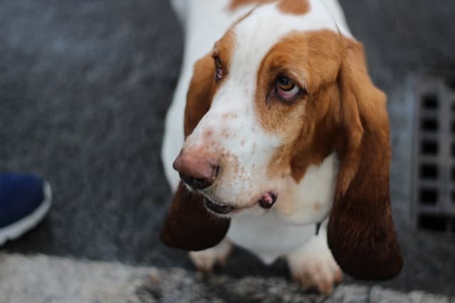 A white and brown basset looking to its owner