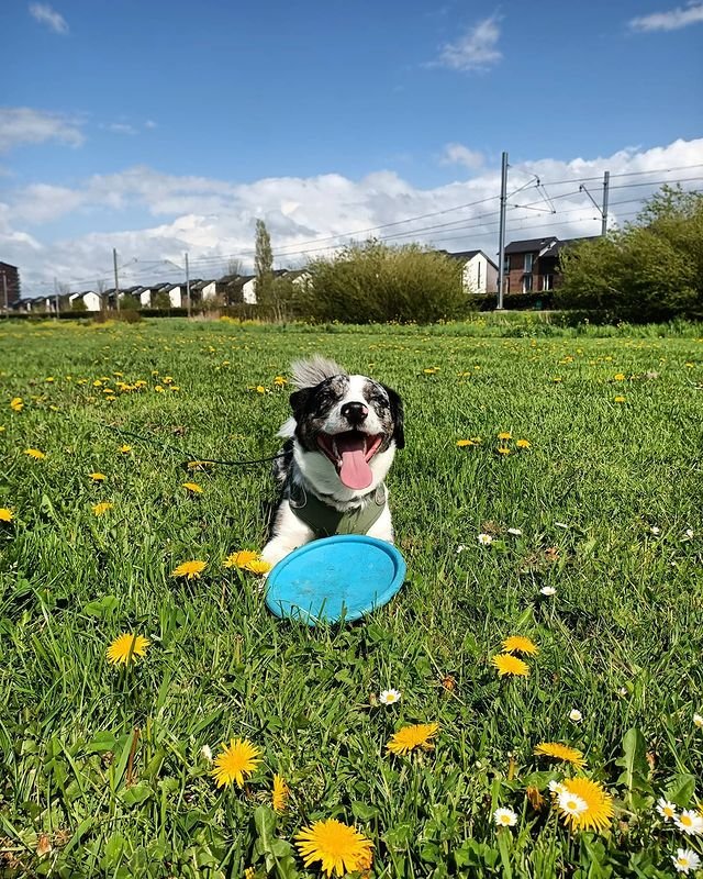 Borgi out playing fetch.