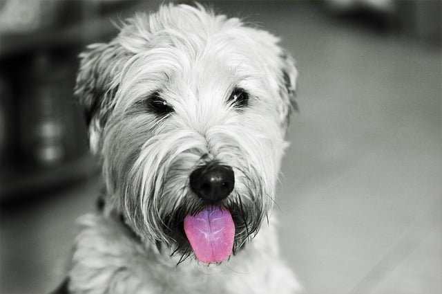 A Wheaten Terrier looking straight with its mouth open
