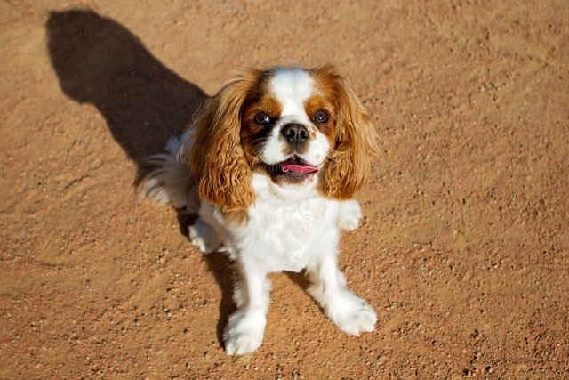 A Cavalier King Charles Spaniel looking up in the camera