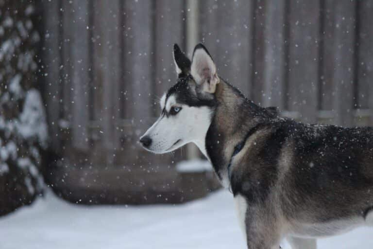The Definitive Guide to the Husky breed