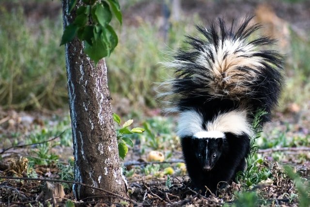 A skunk standing beside a tree