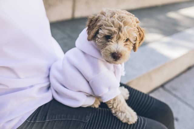 A cockapoo sitting on its owner's lap with shirt on.