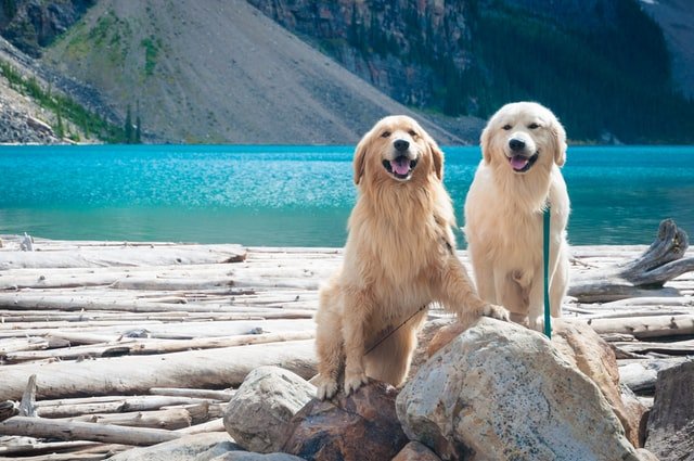 Two golden retrievers standing infront of a lake