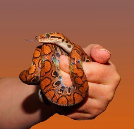 A human hand holding an orange snake