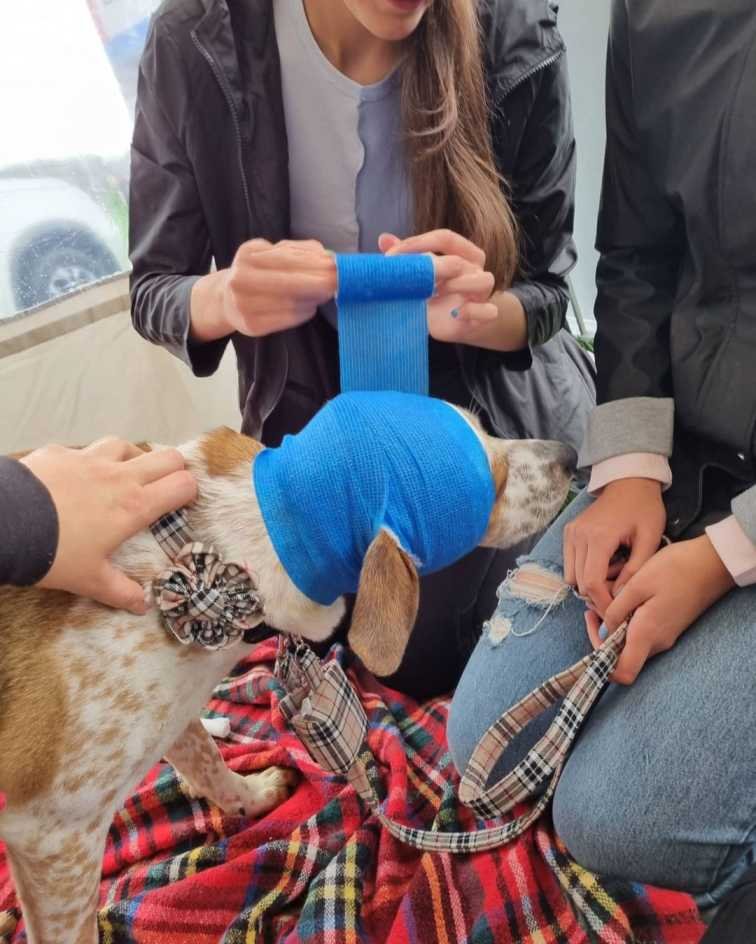 A dog getting first aid from its owner