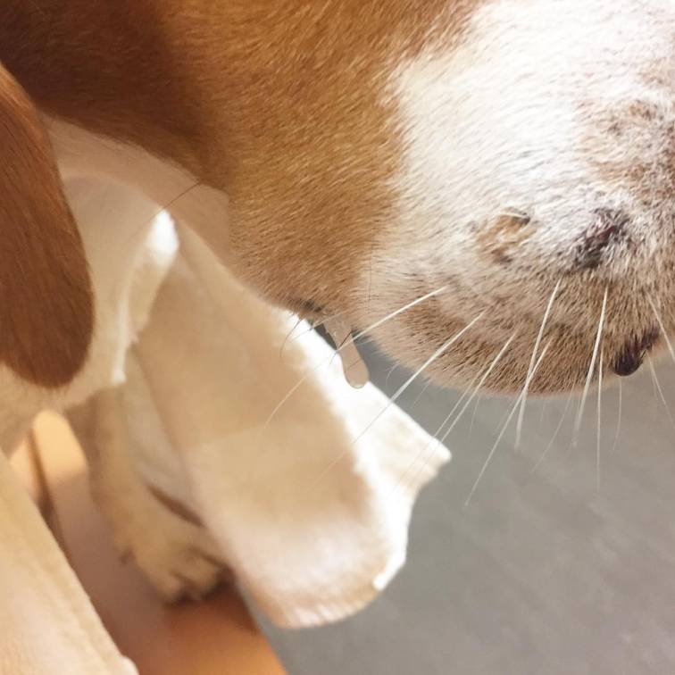 A dog with snake bite near its nose