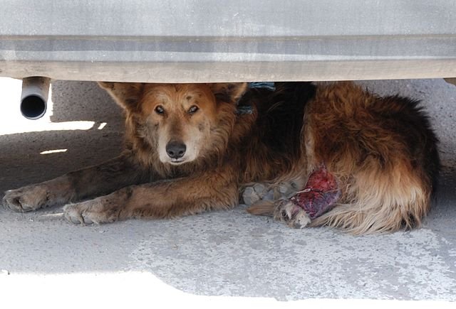 An injured dog sitting under a car