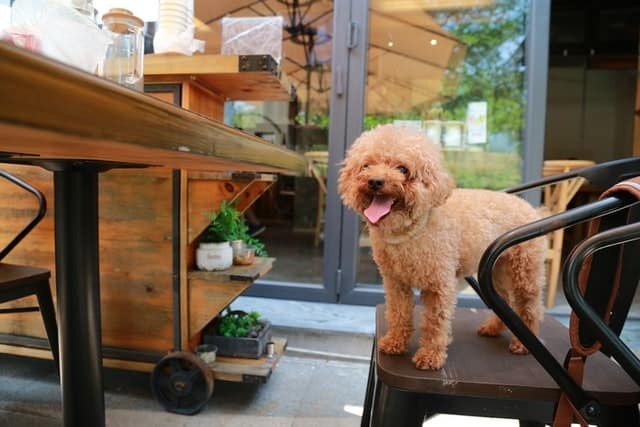 A brown Poodle standing on a chair