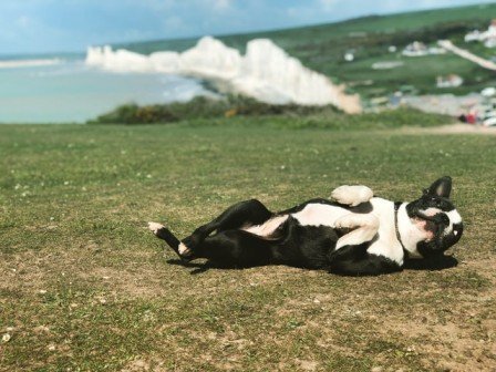 A black and white dog rolling on the ground
