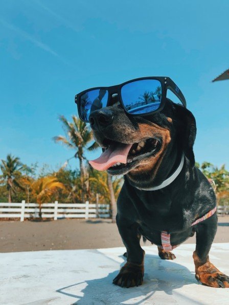 A dog wearing sunglasses chilling in the sunshine