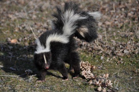 A skunk is best lefdt alone by your dog