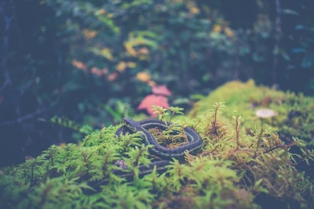 A rattle snake on ground