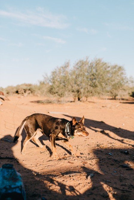 An exhausted dog standing in the sunshine