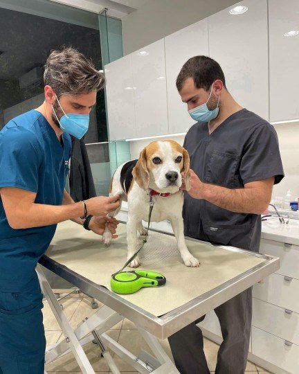 A dog being checked by two vets