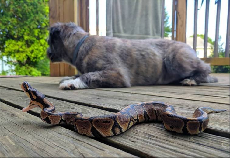 A dog sitting with a snake