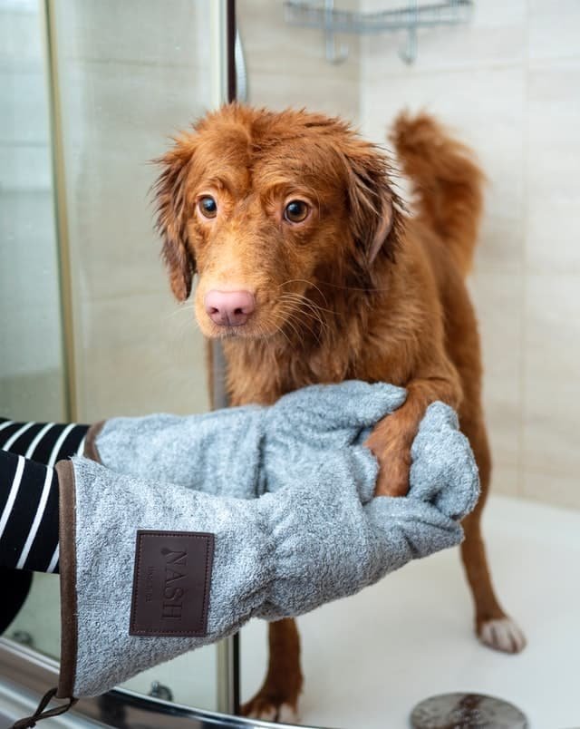 A dog sprayed by a skunk needs a bath quickly